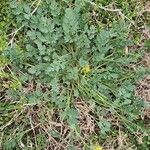 Corydalis aurea Liść