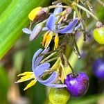 Dianella ensifoliaÕis