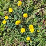 Eschscholzia californicaFlower