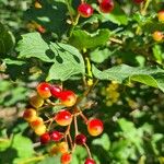 Viburnum trilobumFruit