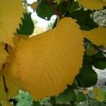 Ulmus laevis ഇല
