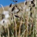 Carex atrofusca Anders