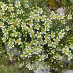 Saxifraga squarrosa Floare