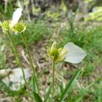 Ranunculus kuepferi Flower