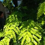 Caesalpinia pluviosa Leaf