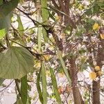 Bauhinia acuminata Fruit