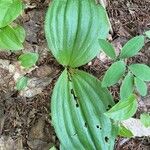 Cypripedium acaule Blad