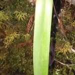 Bulbophyllum comorianum Hoja
