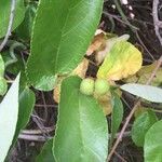 Grewia hexamita Fruit