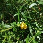 Heimia salicifolia Hoja