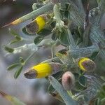 Cytisus lanigerus 花