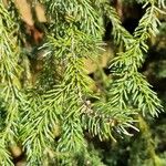 Picea orientalis Leaf