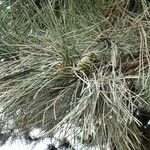 Pinus coulteri その他の提案