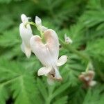 Dicentra canadensis Flower