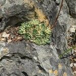 Saxifraga paniculata Blatt