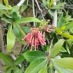 Embothrium coccineumFlower