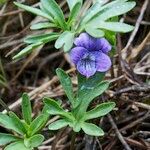 Viola pinnata Habit