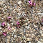 Saponaria calabrica (Habit)
