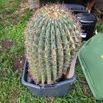 Ferocactus wislizeni عادت داشتن