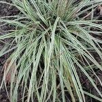 Carex ornithopoda Blad