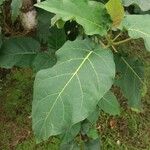 Solanum betaceum Leaf