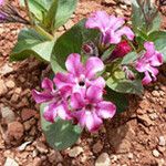 Cycladenia humilis फूल