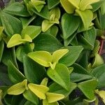 Peperomia glabella Листок