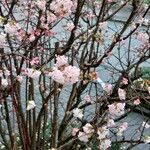 Viburnum farreri Plante entière