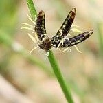 Cyperus laevigatus Flower