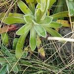 Saxifraga hostii Likasa