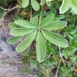 Potentilla valderia Leaf