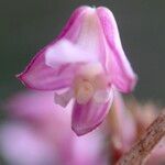 Polystachya concreta Floro