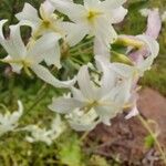 Leucocoryne alliacea Blüte