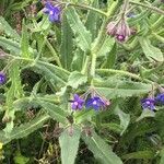 Anchusa azurea Лист