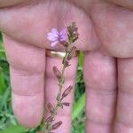 Cuphea ericoides Flor
