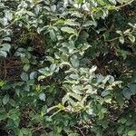 Ilex meserveae Hábitos