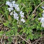 Polygala calcarea Habit