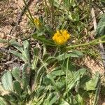 Hymenocarpos lotoides Flower