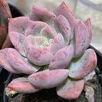 Echeveria colorata Staniste