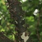 Pycnandra poindimiensis Habitat