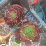 Aeonium arboreumKwiat