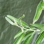 Elaeagnus angustifolia برگ