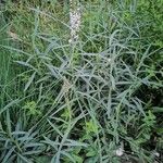 Lysimachia ephemerum Deilen