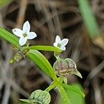 Oldenlandia lancifolia ᱡᱚ