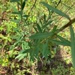 Euphorbia corollata Blad