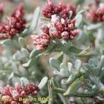 Helichrysum monogynum Arall