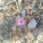 Xeranthemum annuum Flors
