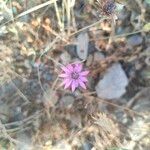 Xeranthemum annuum Blüte