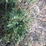 Helianthemum squamatum Hábito