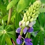 Lupinus polyphyllus Fleur